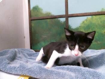 KAIDEN -  Domestic Short Hair Cat for Adoption in Houston, Texas - KAIDEN | PetCurious