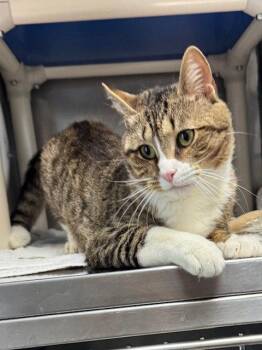 Domestic Short Hair Cats Available for Adoption in Lancaster, Pennsylvania - Lucky Jerry | PetCurious
