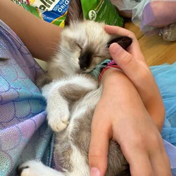 Robin -  Domestic Short Hair and Siamese Cat for Adoption in Escondido, California - Robin | PetCurious