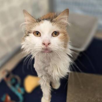 Beverly -  Domestic Short Hair Cat for Adoption in Oshkosh, Wisconsin - Beverly | PetCurious