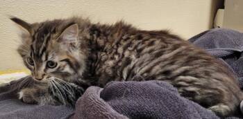 Cobb -  Domestic Medium Hair Cat for Adoption in Vancouver, Washington - Cobb | PetCurious