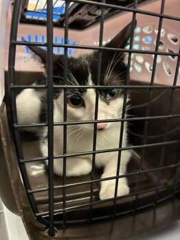A137488 -  Domestic Medium Hair Cat for Adoption in Palmetto, Florida - A137488 | PetCurious