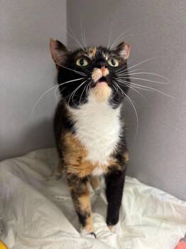 Domestic Short Hair Cats Available for Adoption - Harriet The Spy | PetCurious