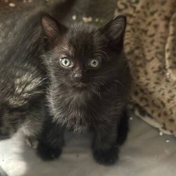 Maxx -  Domestic Short Hair Cat for Adoption in Cumming, Georgia - Maxx | PetCurious