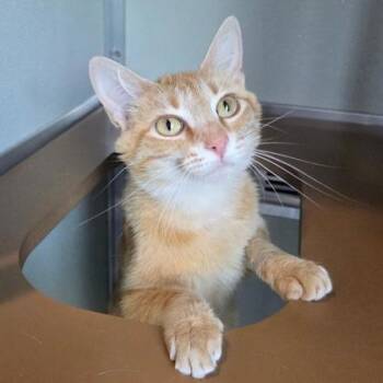 Peaches -  Domestic Short Hair Cat for Adoption in Lansing, Michigan - Peaches | PetCurious
