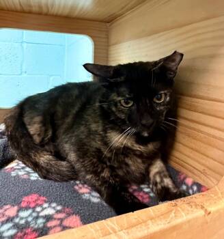 Rescue Domestic Short Hair Cats for Adoption in Cape Coral, Florida - Maggs | PetCurious