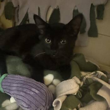 Sheen Green -  Domestic Short Hair Cat for Adoption in Walnut Creek, California - Sheen Green | PetCurious