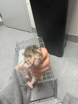 Domestic Short Hair Cats Available for Adoption in Sevierville, Tennessee - Sunny Side Up | PetCurious