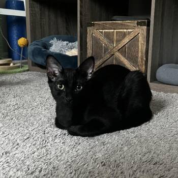 Blaze -  Domestic Short Hair Cat for Adoption in Houston, Texas - Blaze | PetCurious