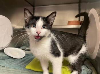 TERRY -  Domestic Short Hair Cat for Adoption in Fort Wayne, Indiana - TERRY | PetCurious