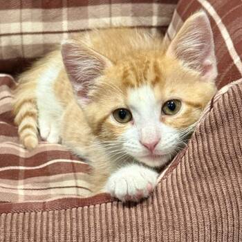 Archie -  Domestic Short Hair Cat for Adoption in Houston, Texas - Archie | PetCurious