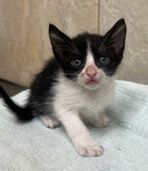 Rescue Domestic Short Hair Cats for Adoption in Honolulu, Hawaii - Gomez | PetCurious
