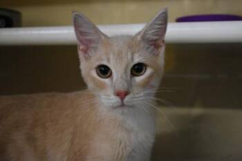 Rayman -  Domestic Short Hair Cat for Adoption in Kansas City, Missouri - Rayman | PetCurious
