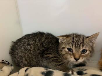 Domestic Short Hair Cats Available for Adoption in Delson, Quebec - Zuma | PetCurious