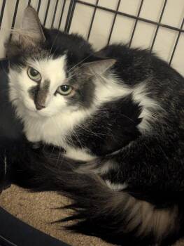 TINY TIM -  Domestic Long Hair Cat Available for Adoption in Muskegon, Michigan - TINY TIM | PetCurious