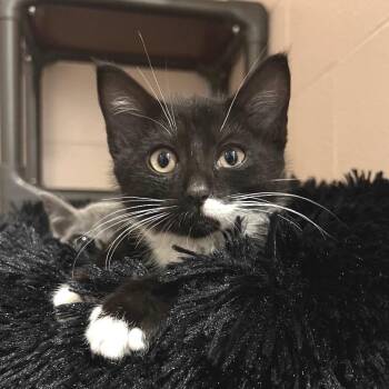 Truman -  Domestic Short Hair Cat for Adoption in Owosso, Michigan - Truman | PetCurious