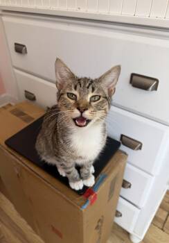 TIMBER -  Domestic Short Hair Cat for Adoption in New York, New York - TIMBER | PetCurious