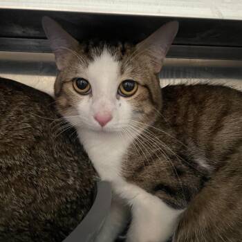 Azriel -  Domestic Short Hair Cat for Adoption in West Des Moines, Iowa - Azriel | PetCurious