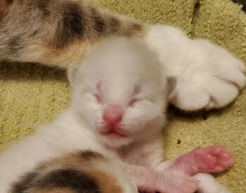 Brandi -  Domestic Short Hair Cat for Adoption in Liverpool, New York - Brandi | PetCurious