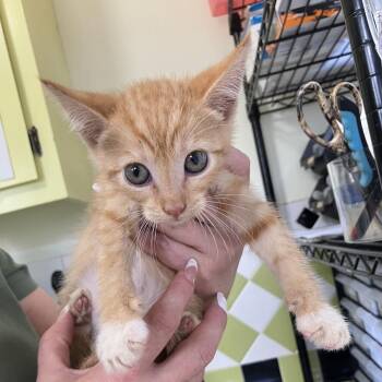 Rod (COH-A-67630) -  Domestic Short Hair Cat for Adoption in Volcano, Hawaii - Rod (COH-A-67630) | PetCurious