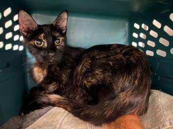 Stellaluna -  Domestic Short Hair Cat for Adoption in Fort Worth, Texas - Stellaluna | PetCurious