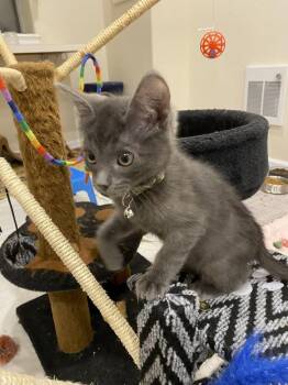 Domestic Short Hair Cats Available for Adoption in Aurora, Colorado - Lump | PetCurious