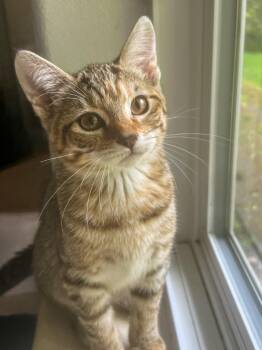 Domestic Short Hair Cats Available for Adoption in Vashon, Washington - Poppie | PetCurious