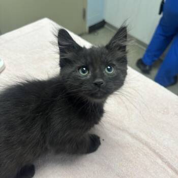 Beaver -  Domestic Long Hair Cat for Adoption in Riverside, California - Beaver | PetCurious