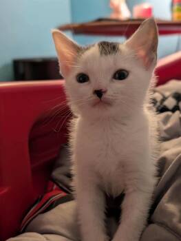 Rescue Domestic Short Hair Cats for Adoption in Brockport, New York - Peanut | PetCurious