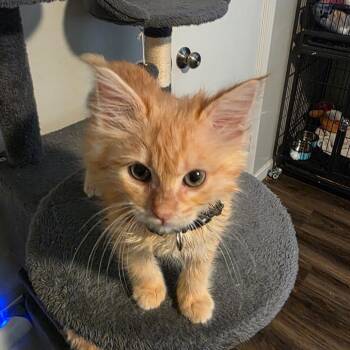 Domestic Long Hair Cats Available for Adoption in Fort Worth, Texas - Hobbes | PetCurious