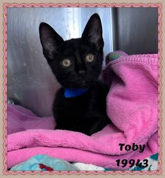 TOBY -  Domestic Short Hair and Bombay Cat for Adoption in Marietta, Georgia - TOBY | PetCurious