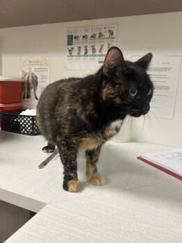 Harvest -  Domestic Short Hair Cat for Adoption in Greenfield, Indiana - Harvest | PetCurious