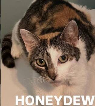 Honeydew -  Domestic Short Hair Cat Available for Adoption - Honeydew | PetCurious