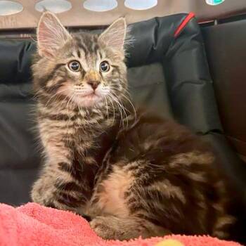 Messi -  Domestic Long Hair and Domestic Short Hair Cat for Adoption in Woodinville, Washington - Messi | PetCurious