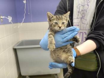 JESSICA JONES -  Domestic Short Hair Cat for Adoption in Omaha, Nebraska - JESSICA JONES | PetCurious