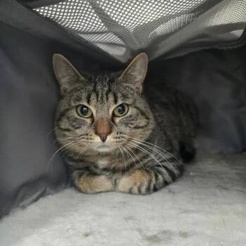 Conspiracy -  Domestic Short Hair Cat Available for Adoption in Winthrop, Maine - Conspiracy | PetCurious