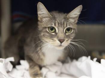RONDA -  Domestic Short Hair Cat for Adoption in Phoenix, Arizona - RONDA | PetCurious