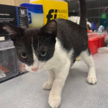 Dee -  Domestic Short Hair Cat for Adoption in Spokane, Washington - Dee | PetCurious