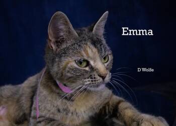 Emma -  Dilute Tortoiseshell Cat for Adoption in York, Nebraska - Emma | PetCurious