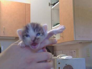 GILLIGAN -  Domestic Medium Hair Cat for Adoption in Sacramento, California - GILLIGAN | PetCurious