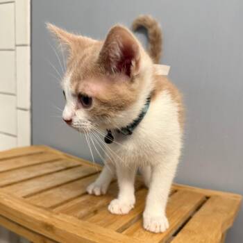 Domestic Short Hair Cats Available for Adoption in Merrifield, Virginia - Ivy Ramishvili (Jasmine Kitten) | PetCurious