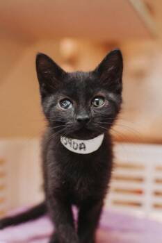 91340a Obscura -  Domestic Short Hair Cat for Adoption in North Charleston, South Carolina - 91340a Obscura | PetCurious