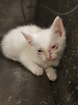 Rescue Domestic Short Hair Cats for Adoption in Burlington, Iowa - Chi | PetCurious