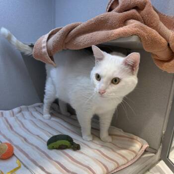 Timmy -  Domestic Short Hair Cat for Adoption in Pittsburgh, Pennsylvania - Timmy | PetCurious