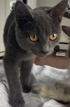 Rescue Domestic Short Hair Cats for Adoption in Hamburg, New York - Junebug | PetCurious