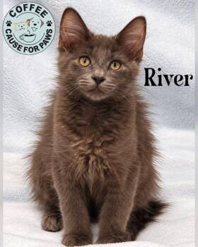River -  Domestic Long Hair Cat for Adoption in Douglas, Georgia - River | PetCurious