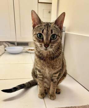 Kiki -  Abyssinian and Domestic Short Hair Cat for Adoption in Walnut Creek, California - Kiki | PetCurious