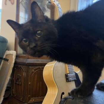 Rescue Domestic Short Hair Cats for Adoption - Milk Crate *Courtesy Listing* | PetCurious