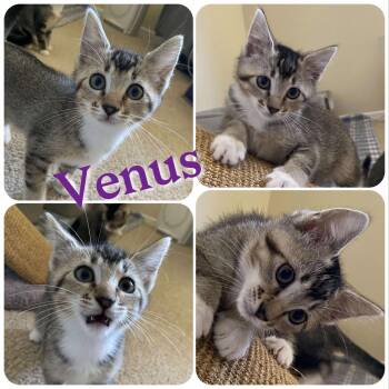 Rescue Domestic Short Hair Cats for Adoption in Hollister, California - Venus | PetCurious
