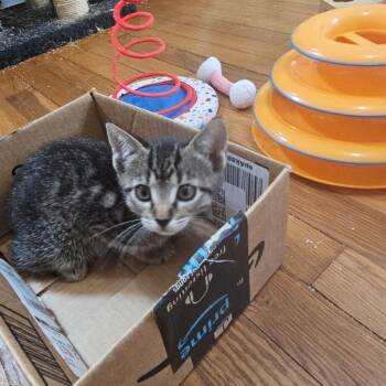 Domestic Short Hair Cats Available for Adoption in Ben Avon, Pennsylvania - Poppy | PetCurious